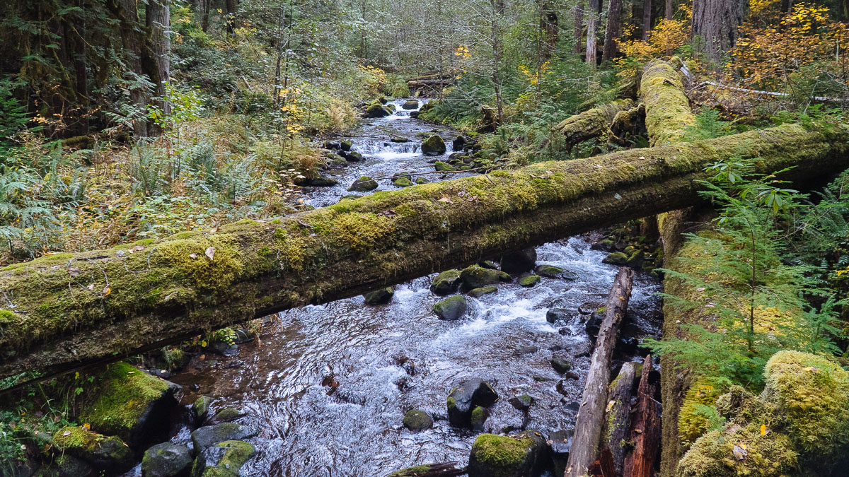 Moss Covered Tree Spanning the South Fork Roaring River